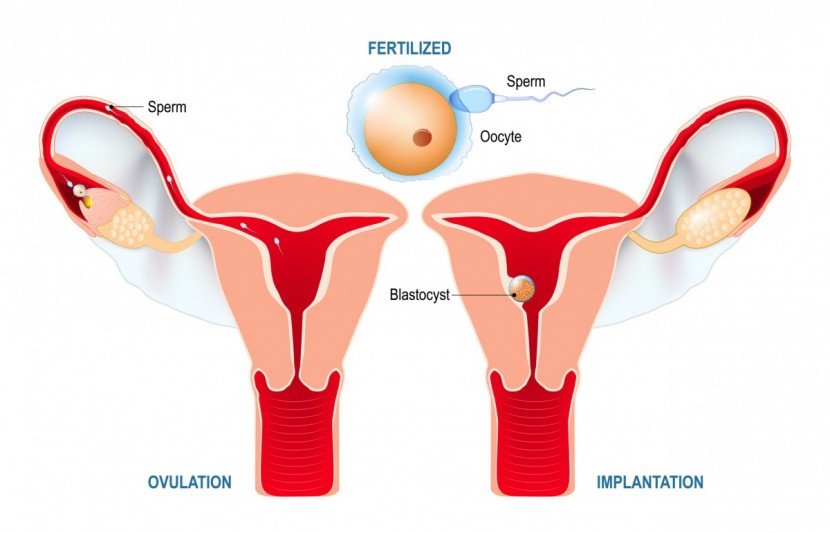 Endometrial Receptivity Array: 7 Must-Know Facts for Your IVF Journey